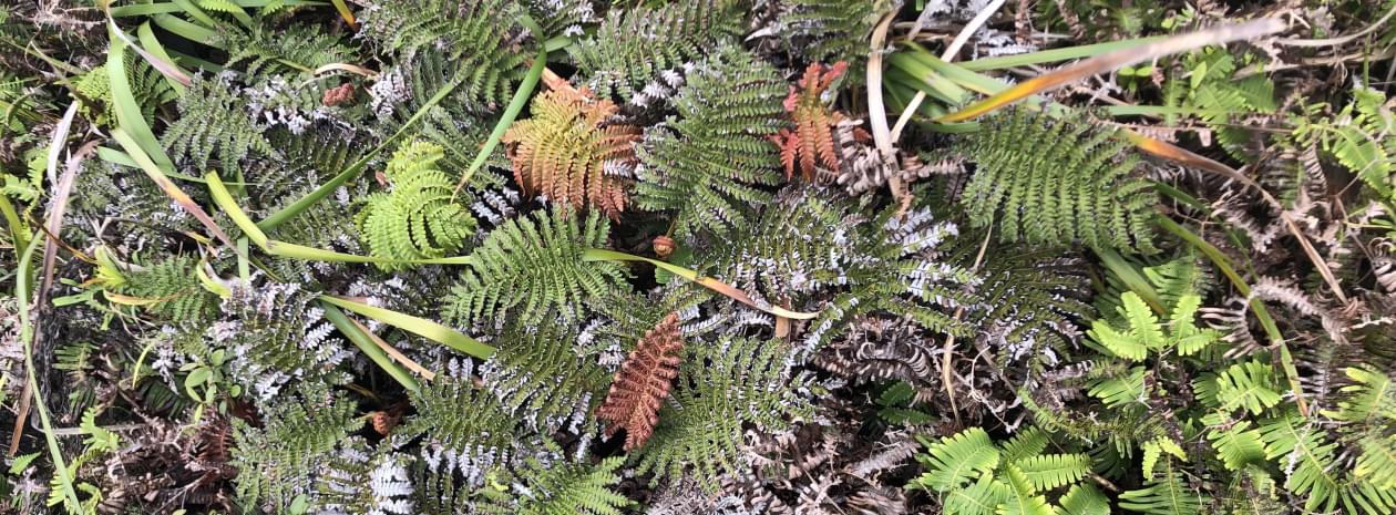 Ferns in the Koolau Mountains